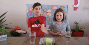 Vignette Capsule de la famille Devost