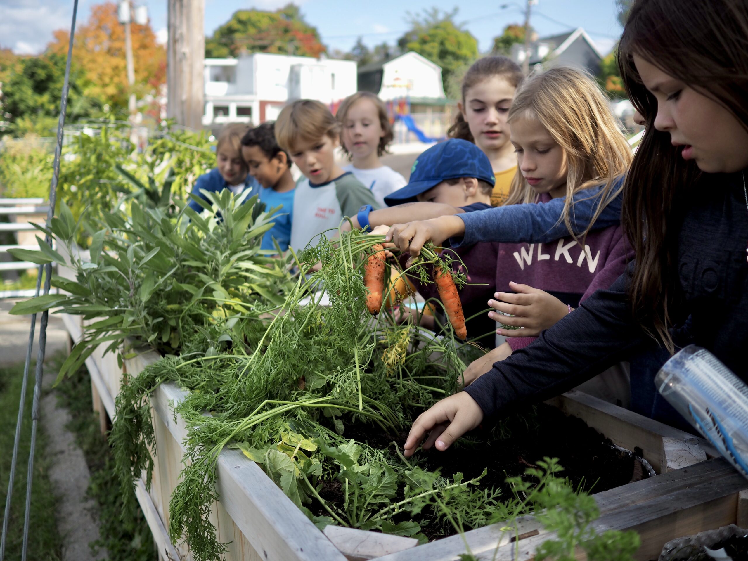 Élèves récoltant des légumes dans un jardin scolaire